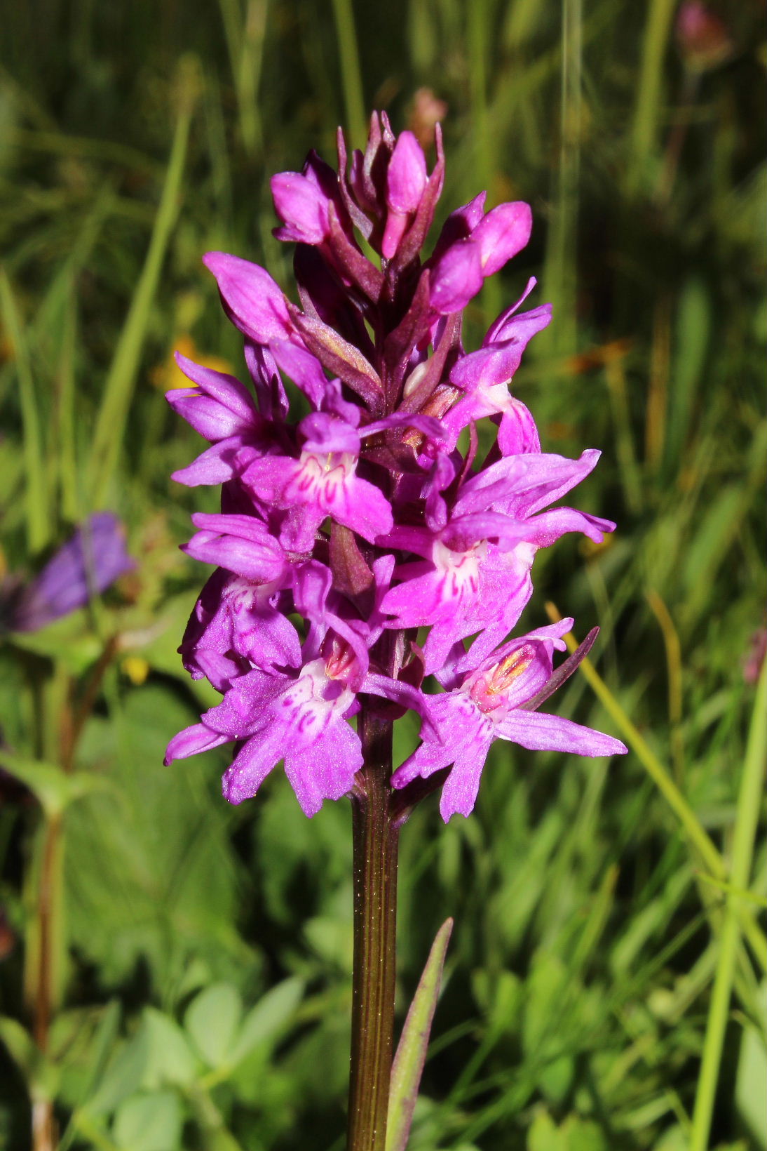 Orchidee dallAlto Adige